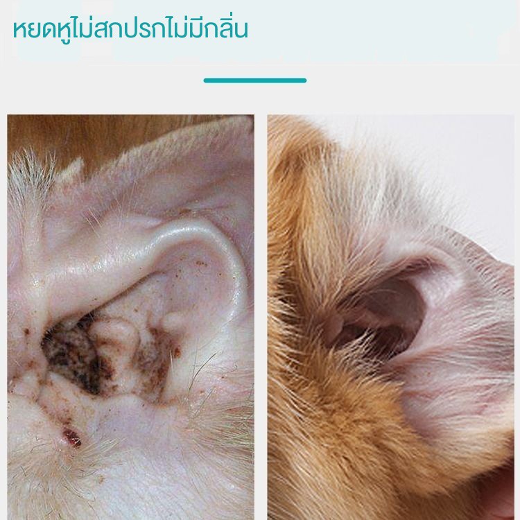 ภาพสินค้าน้ำยาเช็ดทำความสะอาดหู น้ำยาเช็ดหูสัตว์เลี้ยง ขจัดไรในหู ดับกลิ่น ลดการอักเสบ หยอดหูแมว สุนัข 50 ml สมุนไพร หมอไทยทำเอง จากร้าน mestock2022 บน Shopee ภาพที่ 6