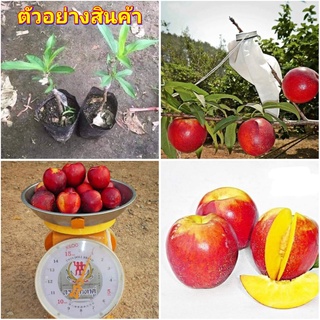 (1ต้น)(ขาย ต้นพันธุ์) ต้น เนกทารีน พันธุ์ เคอเมนมิรันด้า  Carmen Miranda Nectarines ต้นเนกทารีน เสียบยอด ไร่อิงดาว