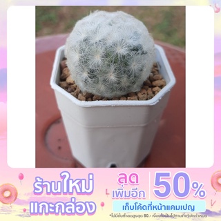 แมมขนนกขาว (Mammillaria Plumosa)แคคตัส กระบองเพชร