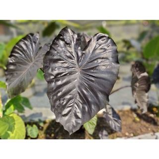 ภาพหน้าปกสินค้าบอนแบล็คโครอล Colocasia Black Coral(ไม้ตัดสด) ที่เกี่ยวข้อง