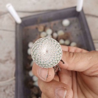 [ถูกสุด] Cactus อิพิเทลันทา ไมโครเมริส Epithelantha Micromeris กระบองเพชร แคคตัส