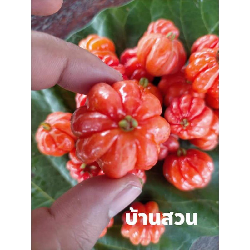 ต้นมะยมแดง-ต้นเชอรี่สเปน-จัดชุด-2-ต้น