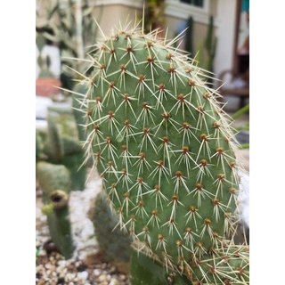 โอพันเทีย หมีขาว (แพดตัดสด)Opuntia beartooth phaecantha