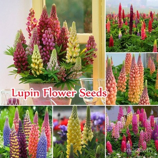 อินทรีย์ ต้น ดอก/ปลูกง่าย ปลูกได้ทั่วไทย ของแท้ 100% Mix Colour 100pcs Lupin Seeds Bonsai Pot Flower Seeds เม 4ERY