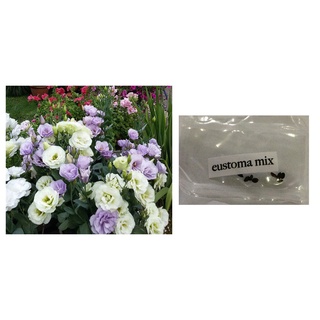 Eustoma lisianthus white pink purple fuchsia mix flower plant seeds生菜/帽子/母婴/种子/木瓜/芹菜/文胸/内裤/裙子/向日葵/ PUHD