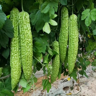 （เมล็ดพันธุ์ ถูก คละ）เมล็ดพันธุ์ มะระ Bitter Gourd Seeds Vegetable Seeds บรรจุ 50 เมล็ด เมล็ดพันธุ์ผัก ผักออแกนิค เมล็ดผ