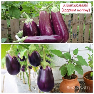 อินทรีย์ ต้น ดอก/เมล็ดพันธุ์ มะเขือยาวม่วงลิงมังกี้  (Eggplant monkey) 200 เมล็ด ปลูกง่าย ปลูกได้ทั่วไทย DXIM