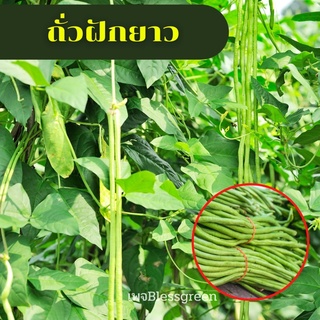 เมล็ดถั่วฝักยาว25-30เมล็ด