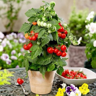 （อัตราการงอก 90%）บอนสี 100 เมล็ด Cherry tomato เมล็ดพันธุ์ กาแฟ เมล็ดพันธุ์ ต้นผลไม้ถูกๆ ต้นไ/เมล็ด ผัก ปลูก สวนครัว คละ