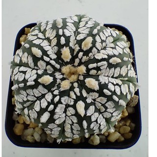 Cake Cactus Farm กระบองเพชร Astrophytum asterias Super Kabuto แอสโตรซุปเปอร์คาบูโตะ