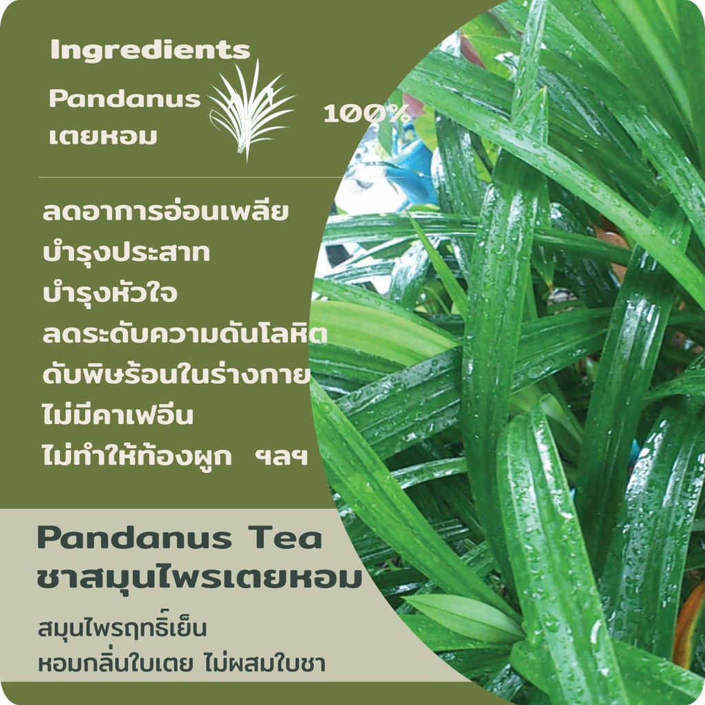 ใหม่! ชาเตยหอมใหญ่ Pandanus Onion Peel Tea เบาๆ สบายๆ ระหว่างวัน ...