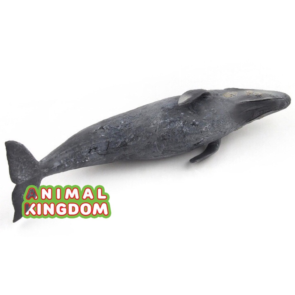 animal-kingdom-โมเดลสัตว์-ปลาวาฬสีเทา-ขนาด-26-50-cm-จากสงขลา