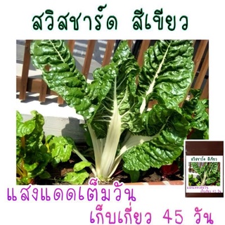 เมล็ดพันธุ์ สวิสชาร์ด สีเขียว 25เมล็ด