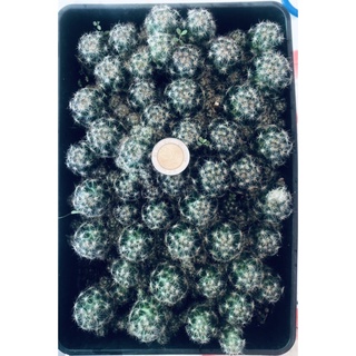 แคคตัส กระบองเพชร แมมเม็ดพริก ( Mammillaria prolifera )ไม้เมล็ด ต้นละ 2 บาท