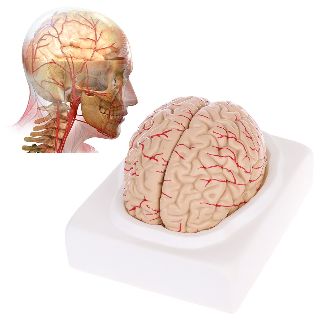 * Disassembled Anatomical Human Brain Model Anatomy Medical Teaching ...