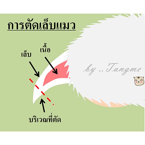 กรรไกรตัดเล็บ-แมว-ชูก้า-แฮมเตอร์-ลิงมาโมเสท