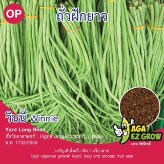 เมล็ดพันธุ์ ถั่วฝักยาว วินนี่ บรรจุ 10 กรัม