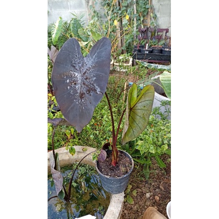 colocasia-hybrid-news