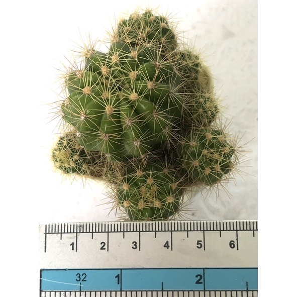 กระบองเพชร-แคคตัส-cactus-ดาวล้อมเดือน