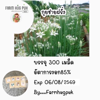 เมล็ดพันธุ์กุยช่าย300+เมล็ดมีบริการเก็บเงินปลายทาง