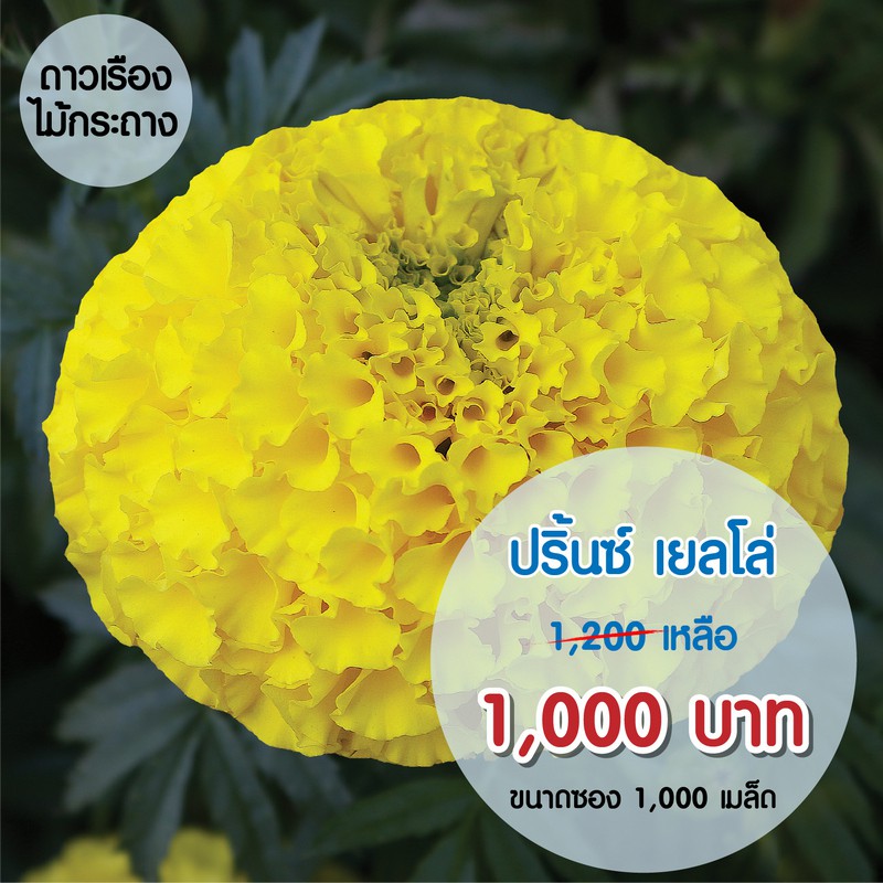 aga-shop-ดาวเรืองปริ้นซ์-สีเหลือง-1000-เมล็ด