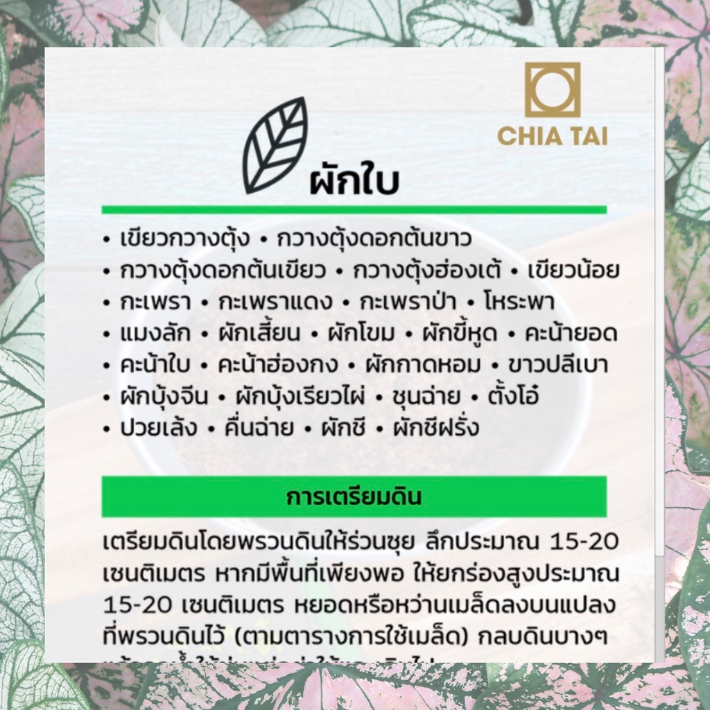 ภาพสินค้าเมล็ดพันธุ์ มะเขือเปราะเจ้าพระยา 450 เมล็ด ซองจัมโบ้ เพิ่มปริมาณมากกว่า 3 เท่า ตราเจียไต๋ Eggplant จากร้าน thaiseedonline บน Shopee ภาพที่ 7