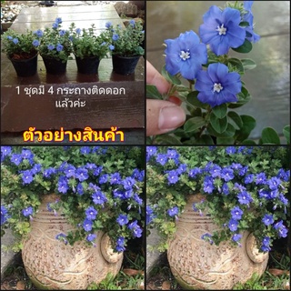 (4กระถาง)(vาย ต้นพันธุ์) ดอก ต้น ต้นฟ้าประดิษฐ์ ฟ้าประดิษฐ์ Ground morning Glory fadel