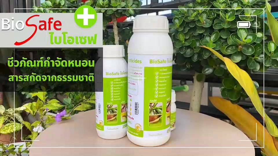 ไบโอเซฟ-bio-safe-กำจัดหนอนศัตรูพืชทุกชนิด-หนอนดื้อยา-หนอนหนังเหนียว-หนอนเจาะ-หนอนแก้ว-หนอนกอ-ขนาด-500ซีซี