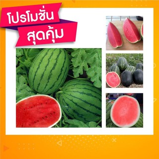 เมล็ดพันธุ์แตงโม(Watermelon seeds) 20 เมล็ด บอนสี เมล็ดพันธุ์ดอกไม้ เมล็ดพันธุ์พืช พันธุ์ดอกไม้ พร้อมส่งในไทย ส่งเร็ว