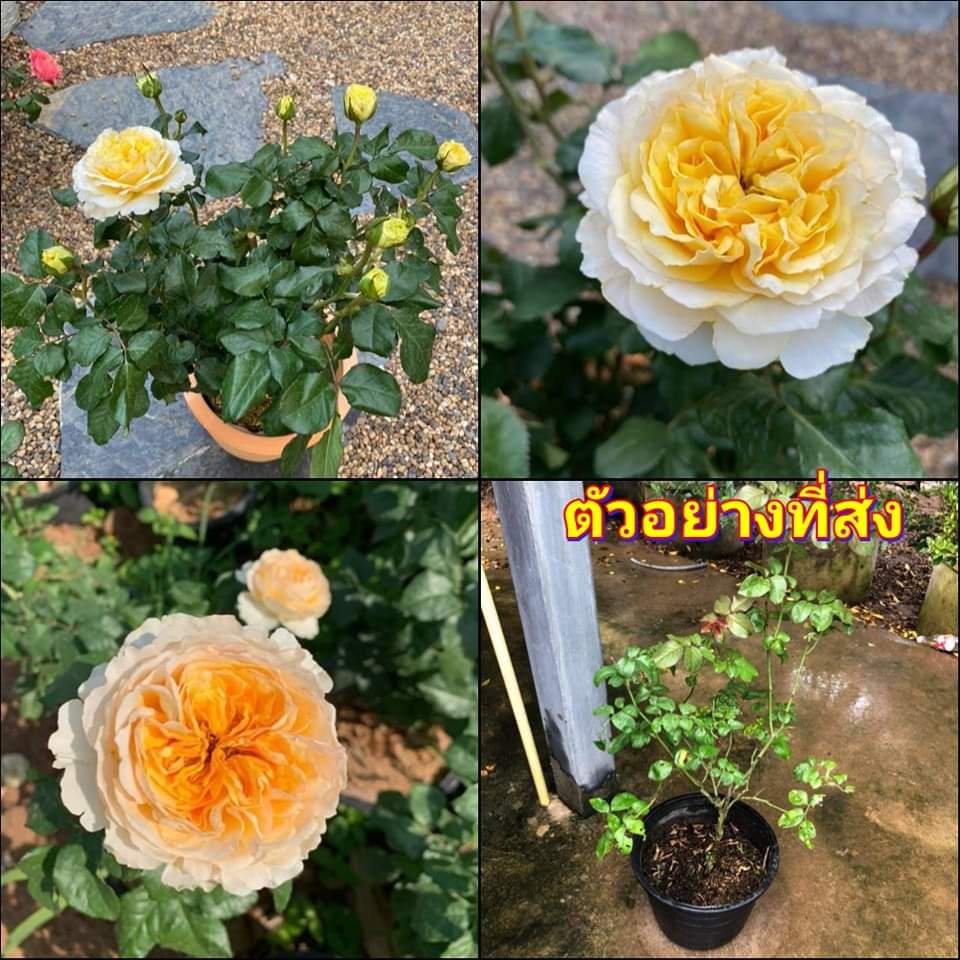 1ต้น-ดอก-ต้น-กุหลาบ-เบียทริซ-beatrice-rose-กุหลาบเบียทริซ-buncha