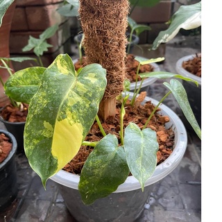 ฟิโล เบอร์เบิ้ลมาร์คด่าง  🌿 Philodendron Burle marx varigated 🌿