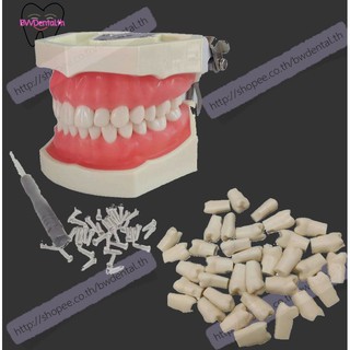 (พร้อมส่ง)1 Pc Individual Practice Tooth Nissin Type Dental Typodont Model 28 PCS Removable Teeth