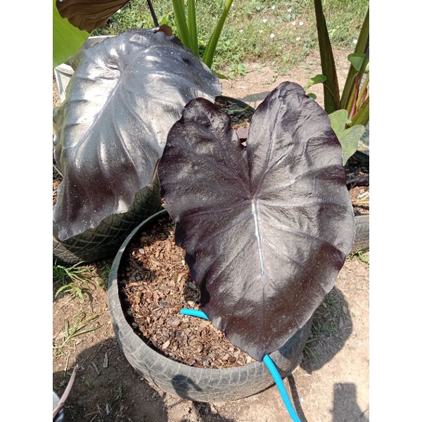 แบล็คโครอลcolocasia-black-coral