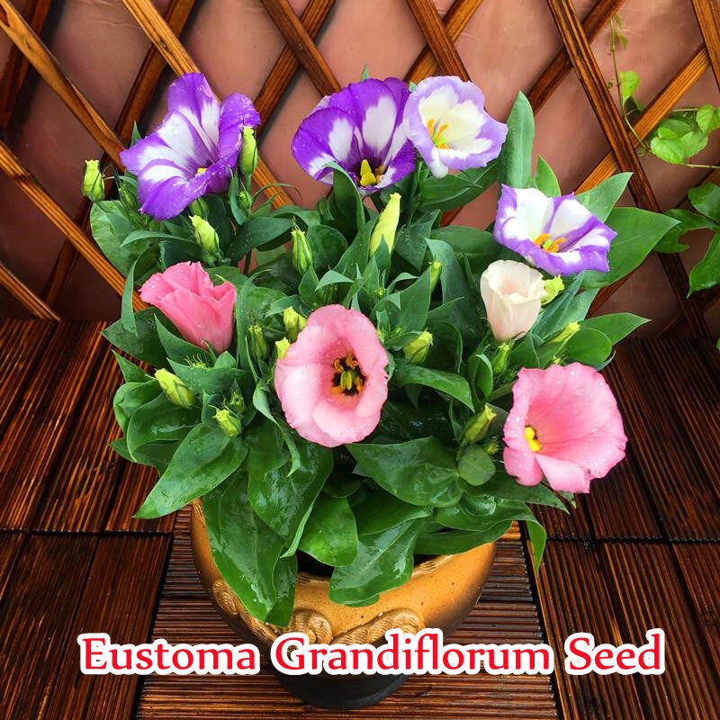 300PCS Multicolor Eustoma Lisianthus Eustoma Grandiflorum Flower Seeds ...
