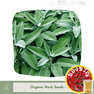 [Go Green] Sage Seeds - Organic Herb Seeds通心菜/木瓜/头饰/园艺/芹菜/seeds/向日葵/上衣/内裤/儿童//กุหลาบ 55EB