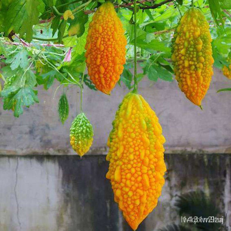 high-quality-seeds-10pcs-golden-little-bitter-gourd-bonsai-plant-home-garden-vegetable-fruit-plantin-ดอกไ