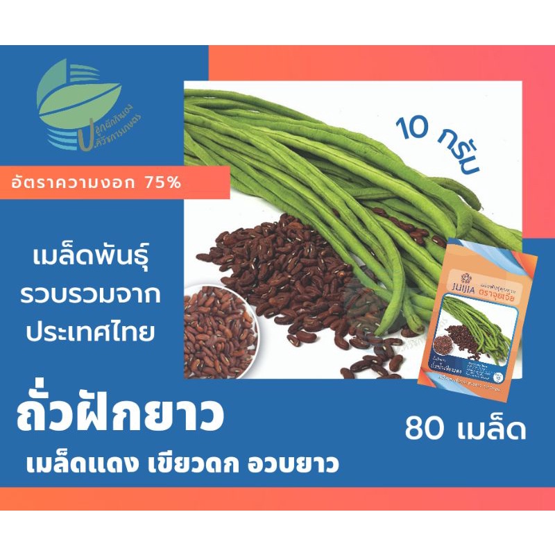 ถั่วฝักยาว-เมล็ดแดง-yard-long-bean