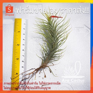 สวนขายเอง! พืชอากาศ ทิลแลนเซีย Tillandsia funckiana ไม่ต้องใช้ดิน ไม้อวบน้ำ ไม้ประดับ ไม้ฟอกอากาศ