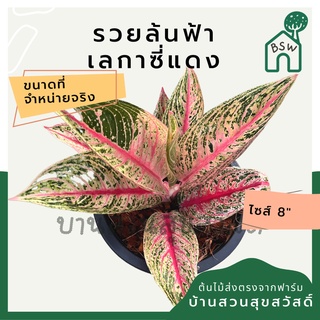 เลกาซี่แดง ต้นเลกาซี่แดง ต้นรวยล้นฟ้า กระถาง 8 นิ้ว อโกลนีมา ด่างแบบโดดเด่น aglaonema ไม้แรร์