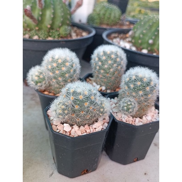 mammillaria-carmenae-laui-คามิเน่-ลาวอ้าย-ขนหลากสี-แดง-ส้ม-ขาว