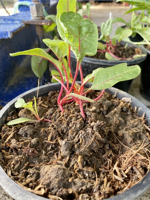 สวีสชาร์ด-สีแดง-red-swiss-chard-ประมาณ-250-เมล็ด