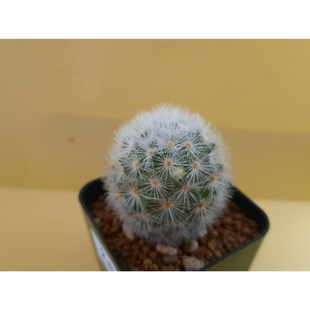 แมมมิลาเรีย-คามิเน่ขาว-mammillaria-carmenae-แคคตัส-ไม้สะสม-ไม้เมล็ด-สวยๆ