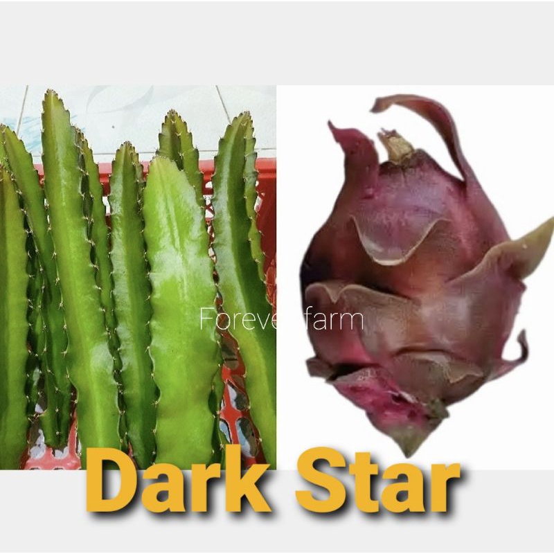 แก้วมังกร-กิ่งแก้วมังกร-dark-star-พันธุ์หายาก