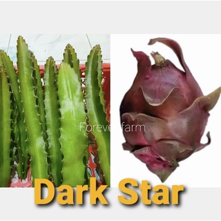 แก้วมังกร กิ่งแก้วมังกร Dark Star พันธุ์หายาก