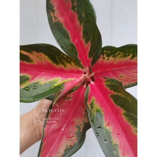 seeds  Aglaonema Red Of Fire , Aglaonema 50 เมล็ด (ไม่ใช่พืชที่มีชีวิต)