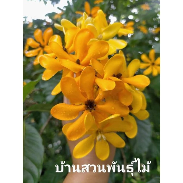 ต้นพุดน้ำบุษย์-บ้านสวนพันธุ์ไม้