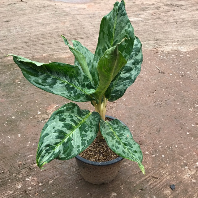 อโกลนีมาพูนทรัพย์-aglaonema-sp-phunsap