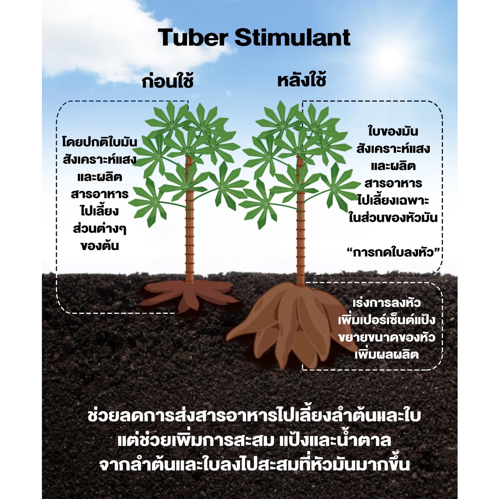 ฮอร์โมนสำหรับพืชลงหัว-ขนาด-1-ลิตร-พลังมันส์-เร่งหัวใหญ่-สำหรับมันสำปะหลังและพืชช่วงลงหัว