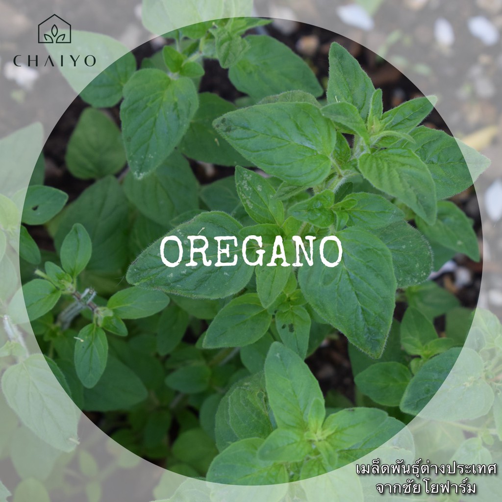 เมล็ด-oregano-organic-ออริกาโน-ออร์แกนิค