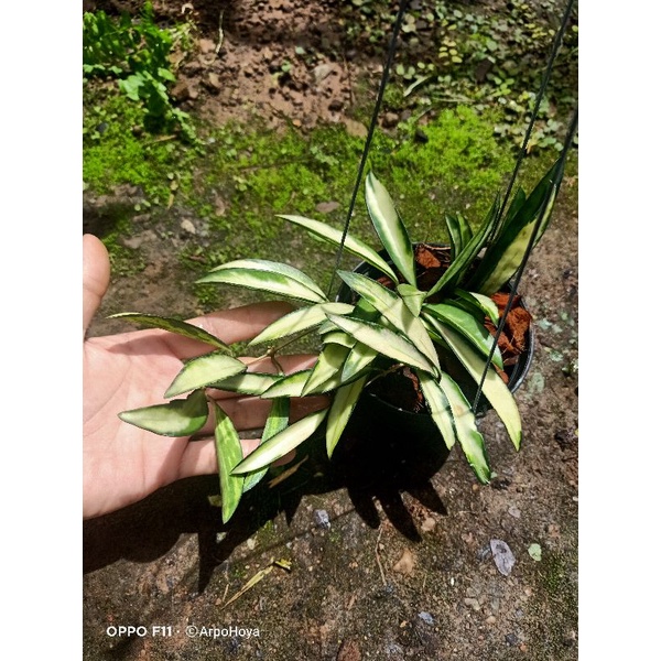 hoya-wayetii-variegated-โฮย่าด่าง-ไม้ด่าง-ไม้แขวน-ไม้เลื้อย